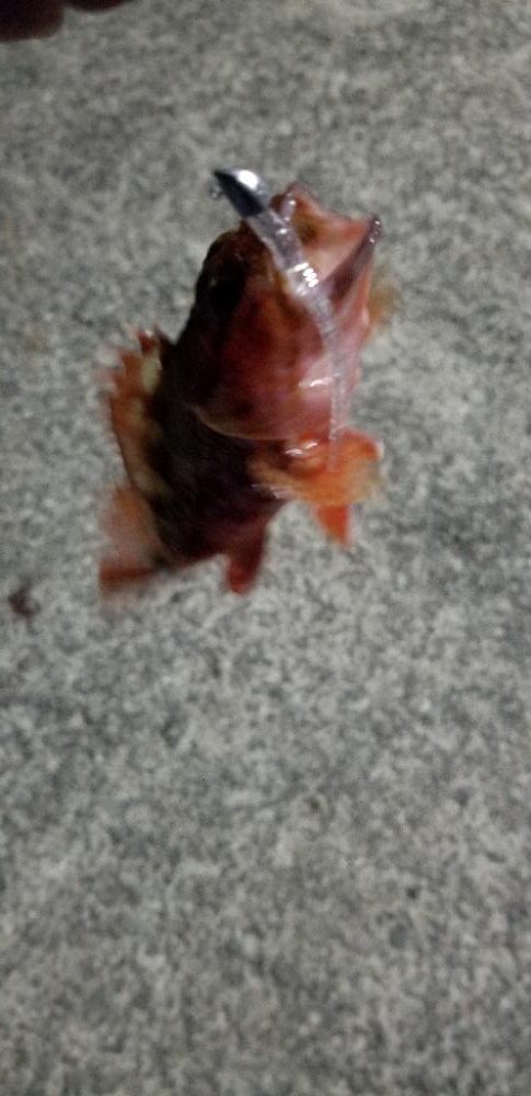 アジング　エギング　泳がせ釣り