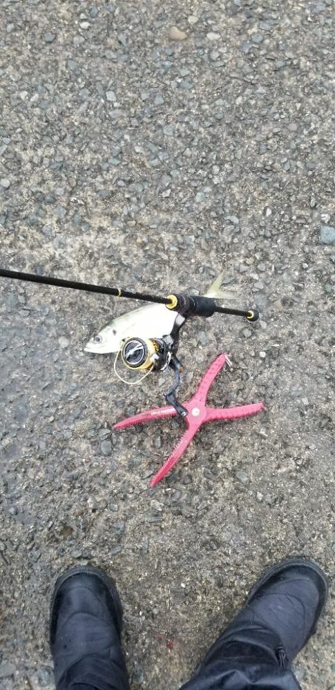 アジング 今回も尺あり