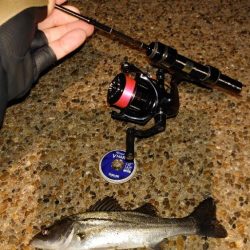 月夜は厳しいねー！