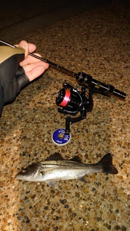 月夜は厳しいねー！