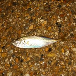 わかってはいたものの