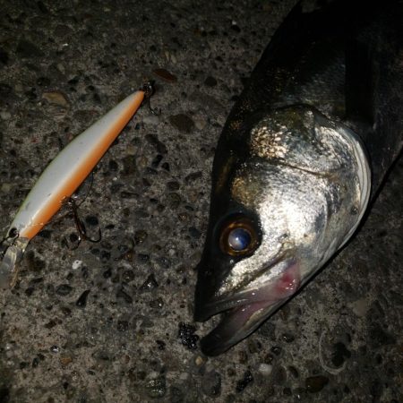 おはようスズキさん！