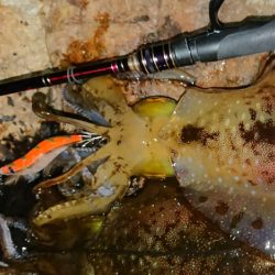 強風エギングIN対馬