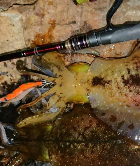 強風エギングIN対馬