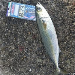 寒サバ狙いに☆