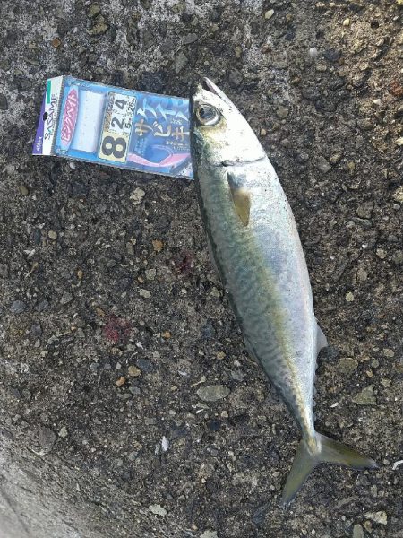 寒サバ狙いに☆