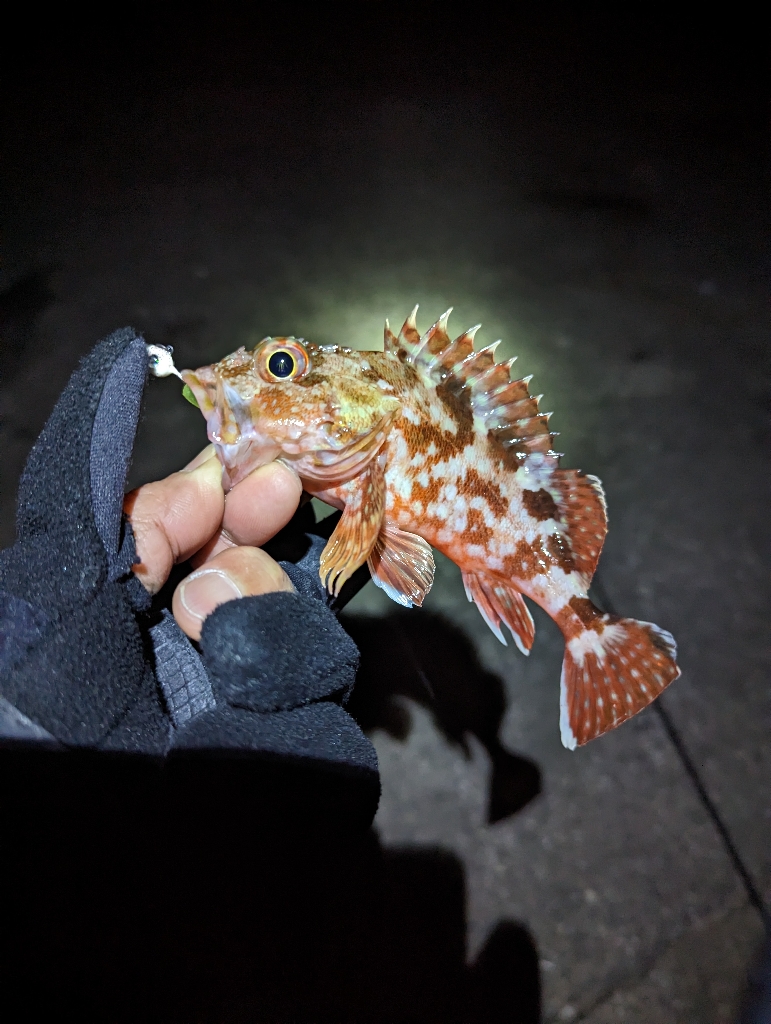 陸っぱり釣行記