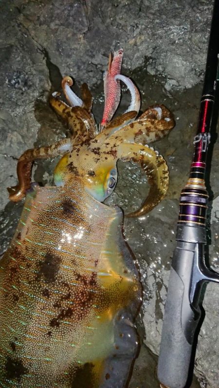 爆風・極寒エギングIN対馬