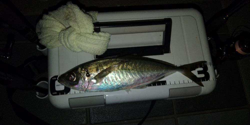 (尺アジ)フロートゲーム。