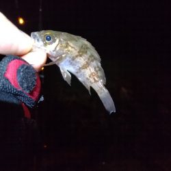 初釣りの次の日