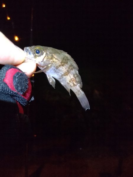 初釣りの次の日