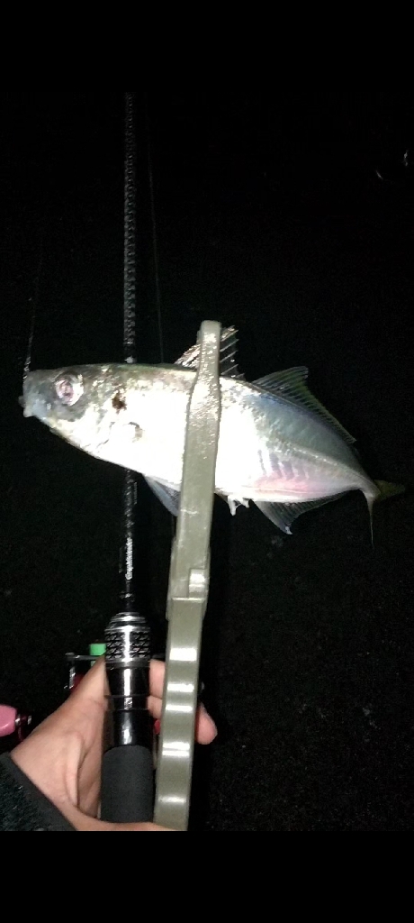 初場所アジング