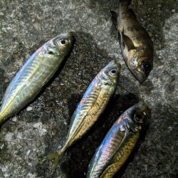 鰺釣り