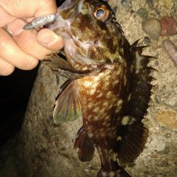 ちょい釣り20230120