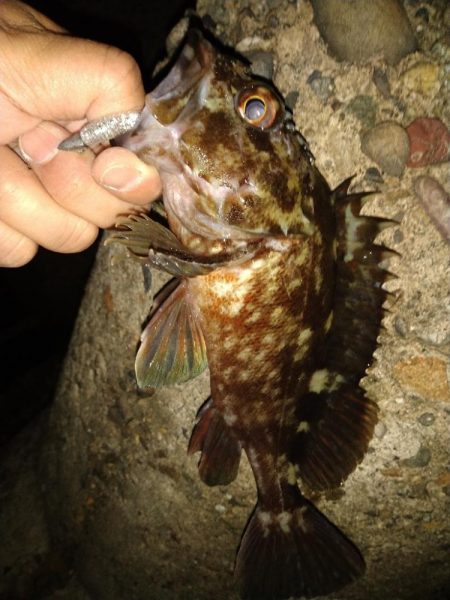 ちょい釣り20230120