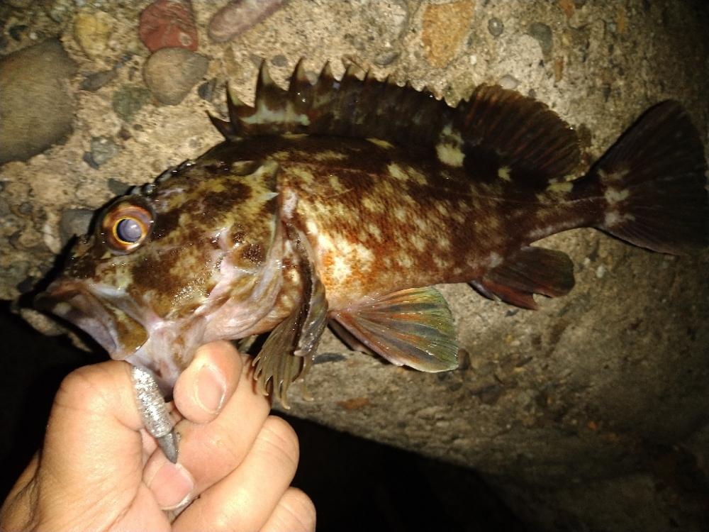 ちょい釣り20230120