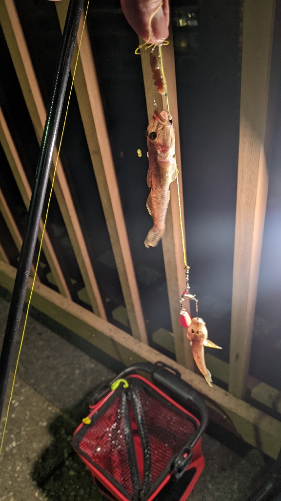 落ちハゼ 釣り納め