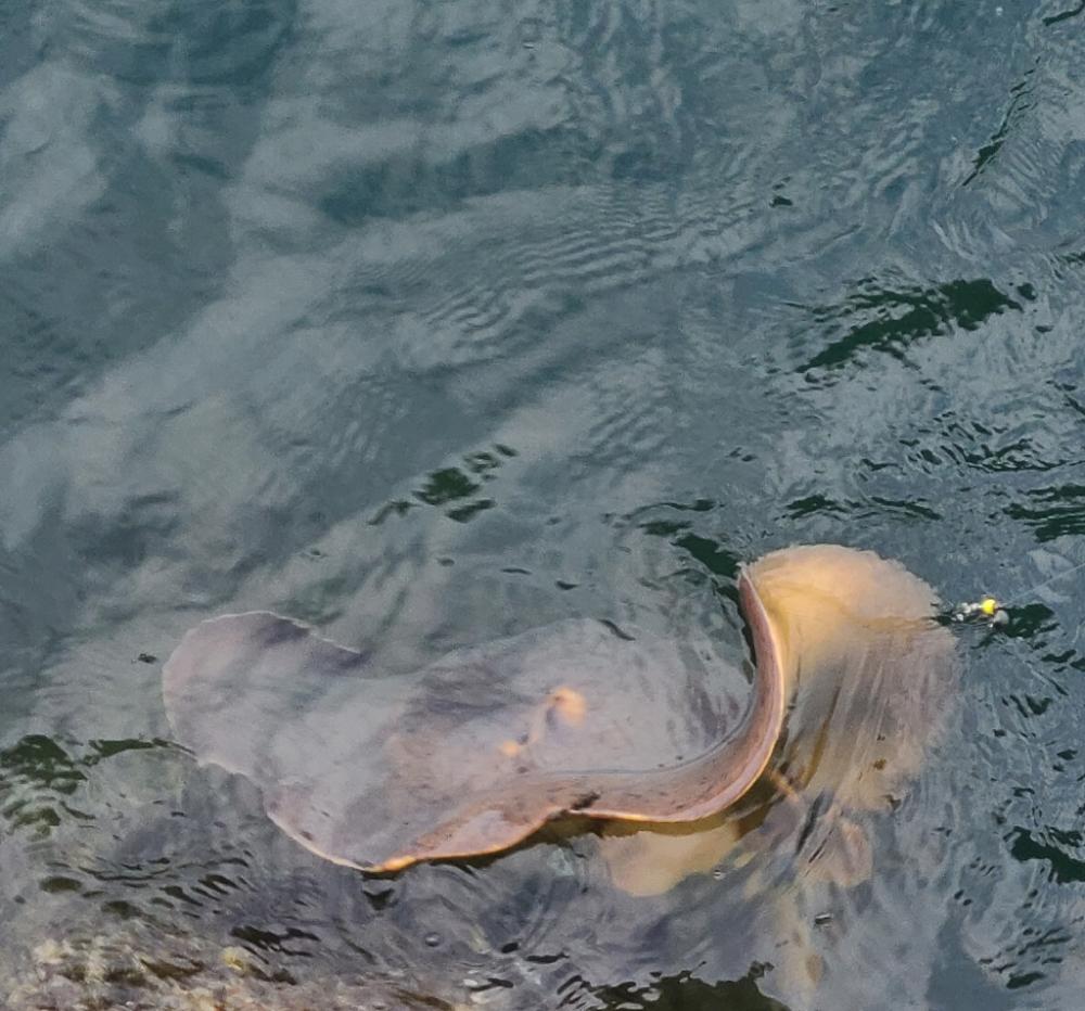 泳がせ、ハマチ・エイ