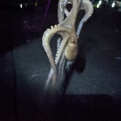 🐙2023初タコ…