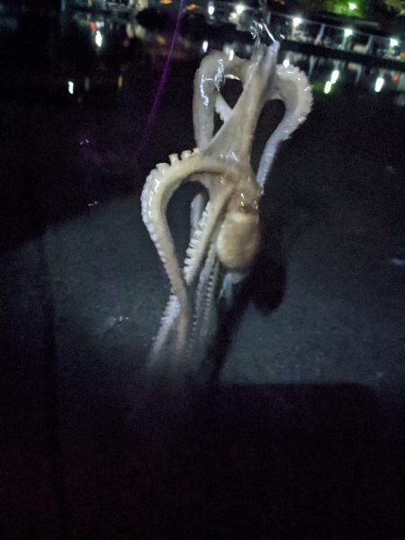 🐙2023初タコ…