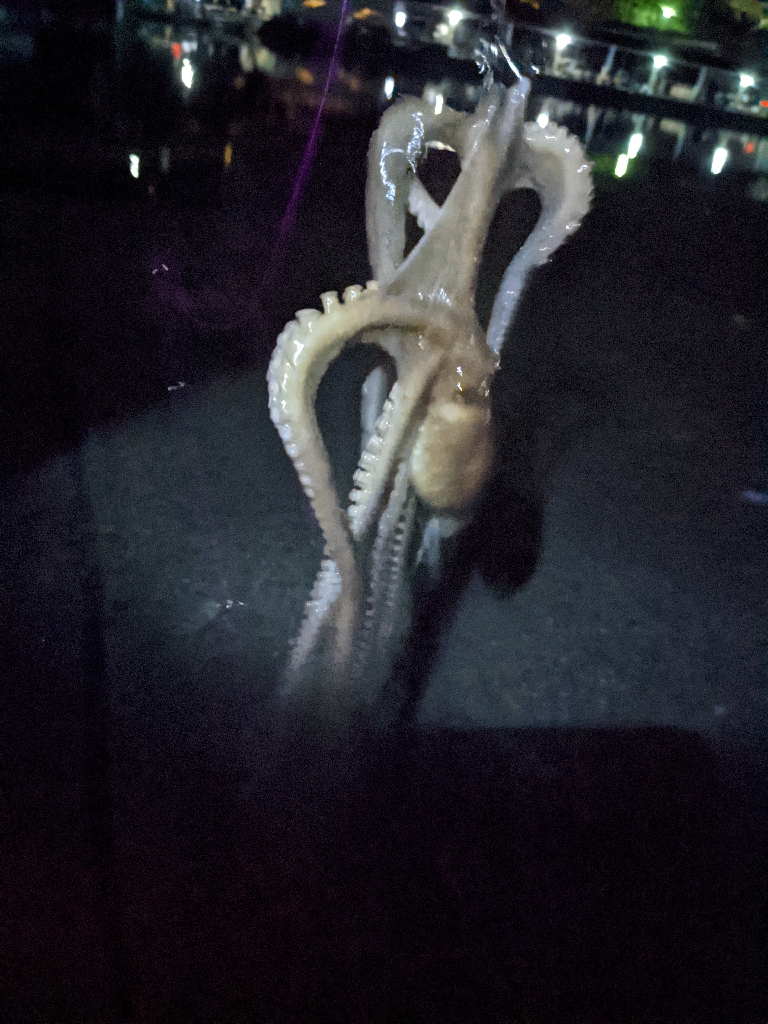 🐙2023初タコ🐙