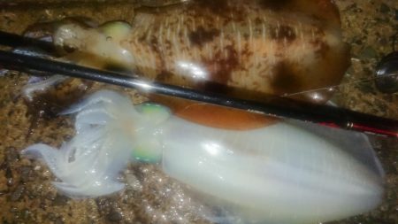 夜雨エギングIN対馬