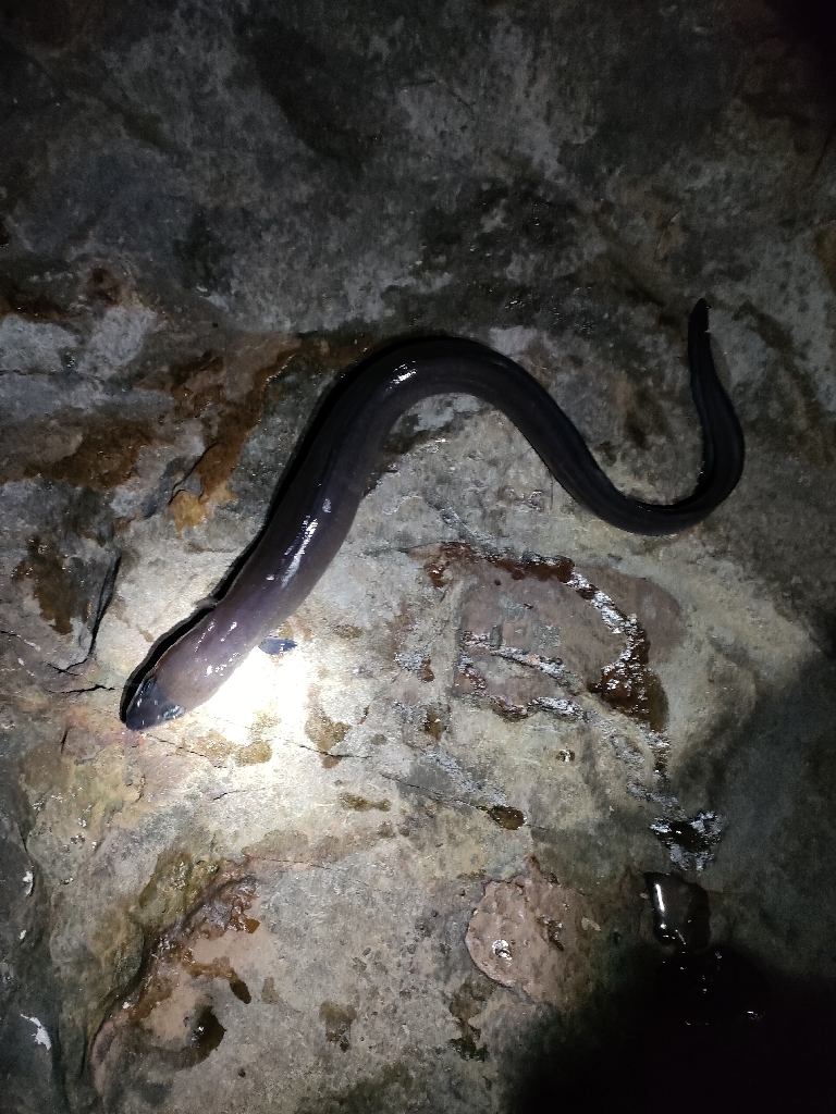 1/26おじさん釣れた