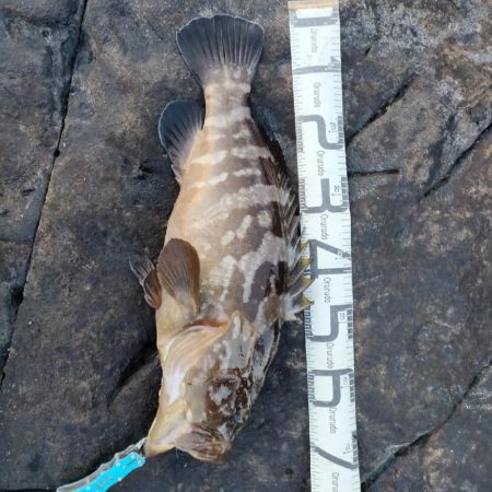 とんでもないものが釣れました！