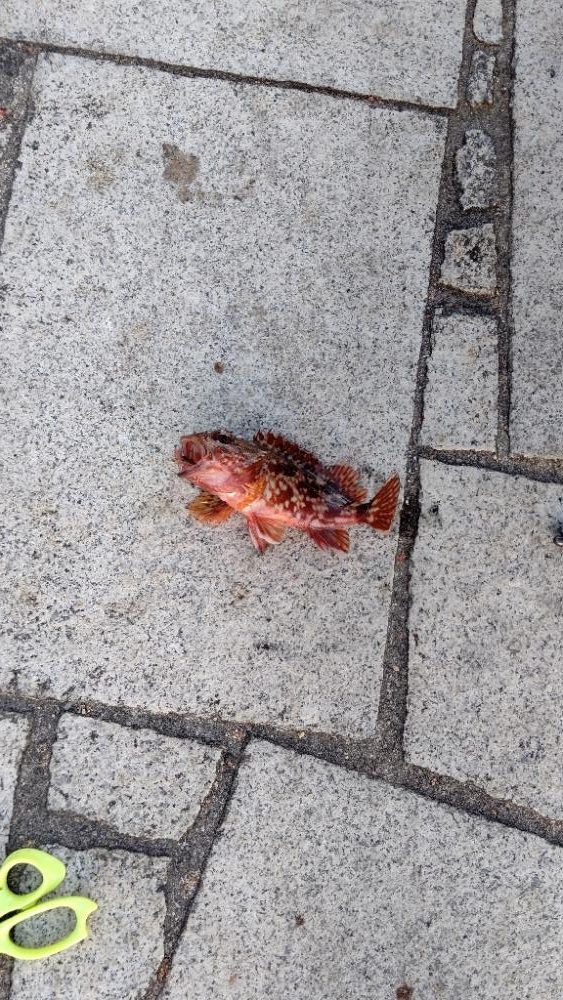 久し振りのガシラ釣り。