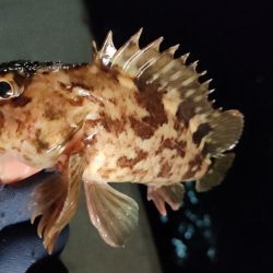 今年の釣り初めは激シブ