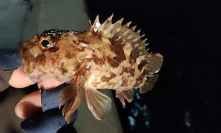 今年の釣り初めは激シブ