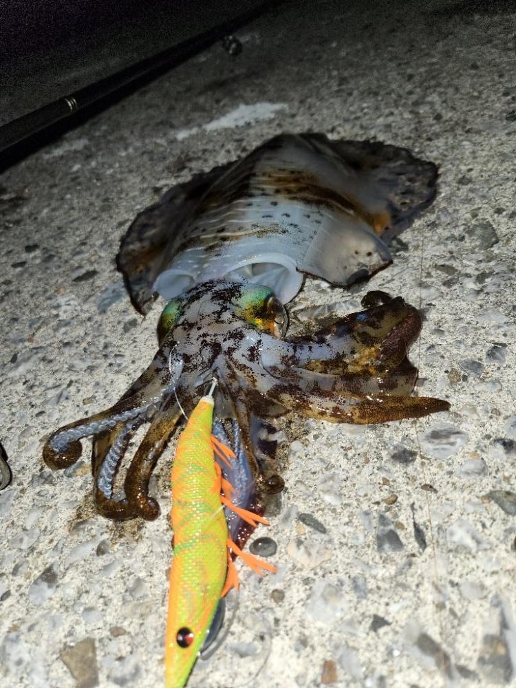 天草エギング釣行