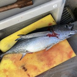 2週間ぶりのトンジギ