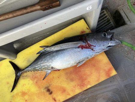 2週間ぶりのトンジギ