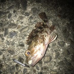 直リグでガシラ5匹GET