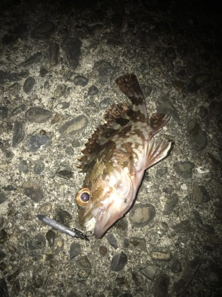 直リグでガシラ5匹GET