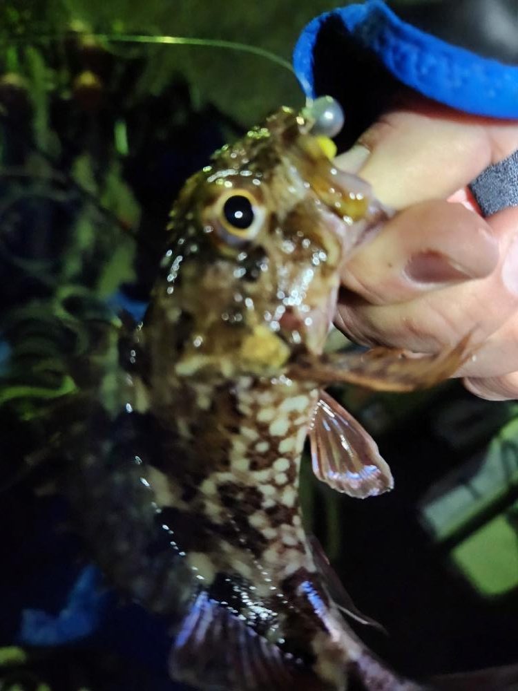 初釣りINN淡路島
