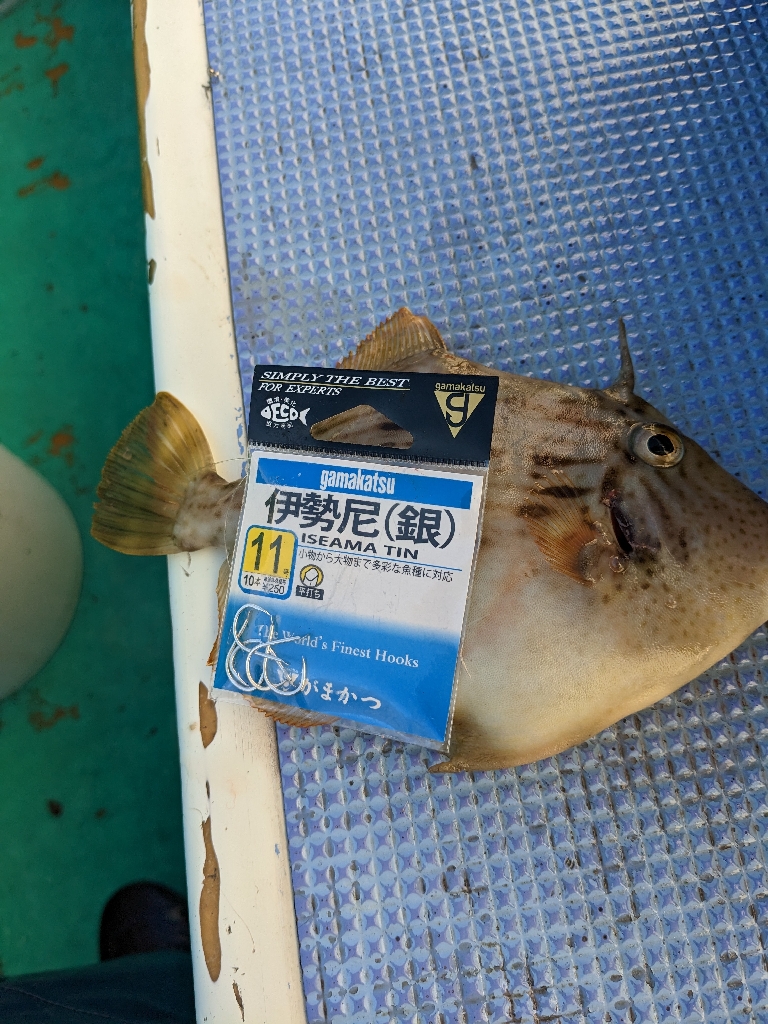 新年初釣行・初魚種ゲット( *´艸`)