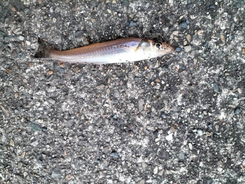 アジングも渋い