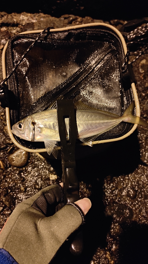 今日もアジ狙いで