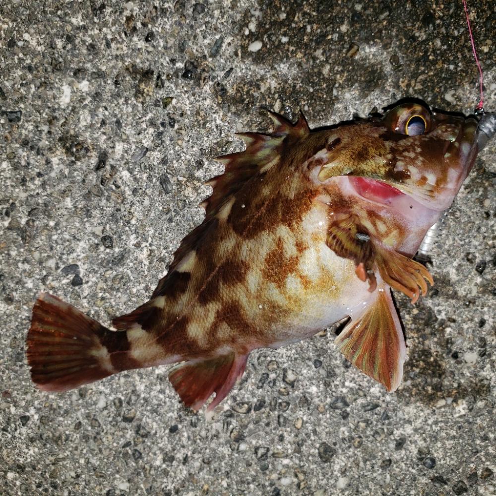 あけおめガシラ君！