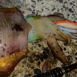 エギングレクチャーIN対馬