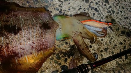 エギングレクチャーIN対馬