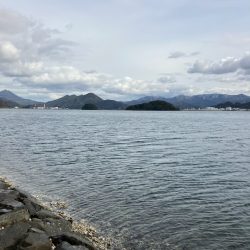 今年初のサゴシ