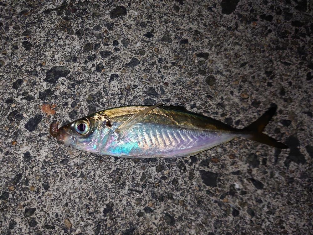 釣り初め🎣