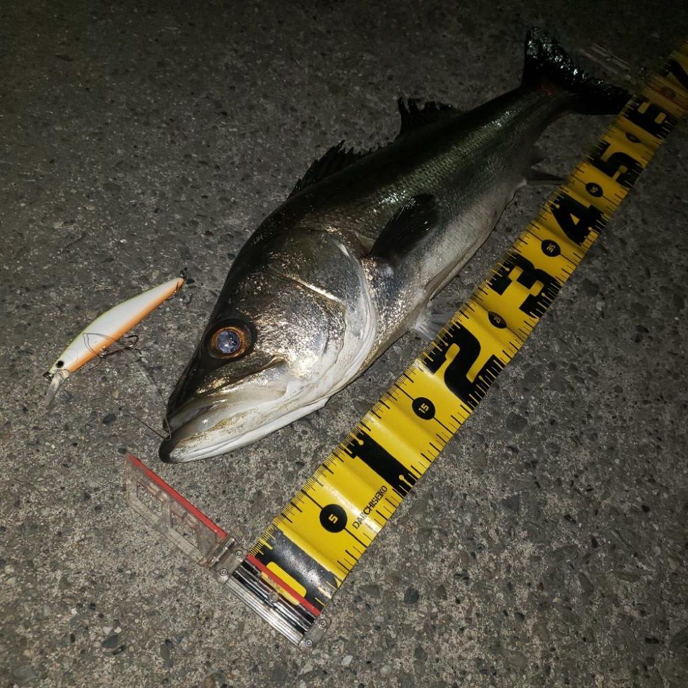 今年も宜しくスズキさん!