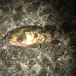 直リグ改良で100発100中ガシラGET