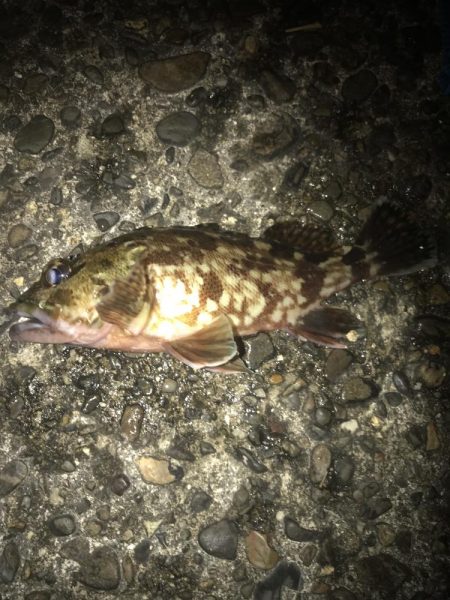 直リグ改良で100発100中ガシラGET