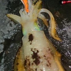 極寒・雪エギングIN対馬