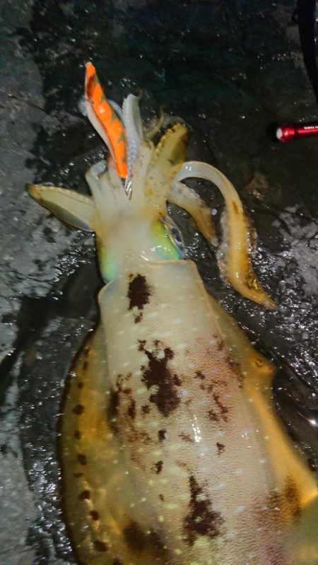 極寒・雪エギングIN対馬